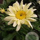 Leucanthemum (S) 'Banana Cream' GM P9