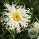 Leucanthemum (S) 'Old Court' GM P9