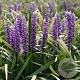 Liriope muscari 'Early Fascination' GM P9