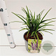 Liriope muscari 'Royal Purple' 20-25 cm 2,0L