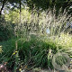 Molinia arundinacea GM 2,0L