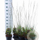 Molinia caerulea 'Heidebraut' 40-70 cm 2,0L