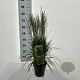 Molinia caerulea 'Torch' GM C3