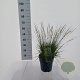 Molinia caerulea 'Variegata' 50-80 cm 6,5L