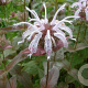 Monarda bradburiana 'Ozark' GM P9