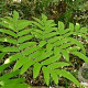 Osmunda japonica GM P9