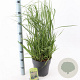 Panicum virgatum 'Prairie Sky' 60-90 cm 6,5L