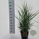 Panicum virgatum 'Prairie Sky' 60-90 cm 6,5L