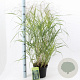 Panicum virgatum 'Rehbraun' 60-90 cm 6,5L
