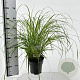 Pennisetum alopecuroides 25-30 cm 3,0L