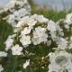 Phlox (P) 'Chione' GM P9