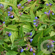 Pulmonaria 'Blauer Hügel' GM P9