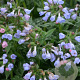 Pulmonaria 'Twinkle Toes' GM P9