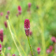 Sanguisorba 'Dali Marble' GM P9