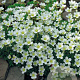 Saxifraga 'White Pixie' GM P9