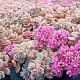 Sedum cyaneum 'Sachalin' GM P9