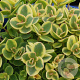 Sedum 'Lime Twister' GM P9