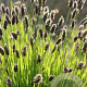Sesleria heufleriana 'JS Sowieso' GM P9