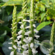 Spiranthes cernua 'Chadd's Ford' GM P9