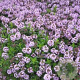 Thymus longicaulis GM P9