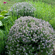 Thymus vulgaris GM 2,0L