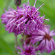 Vernonia crinita 'Betty Blindeman' GM P9