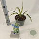 Yucca filamentosa 'Color Guard' 20-30 cm 2,0L