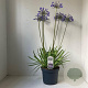 Agapanthus 'Sunfield' 30-35 cm 7,5L