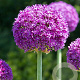 Allium 'Ambassador' GM  P11