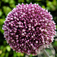 Allium 'Summer Drummer' GM P9