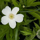 Anemone canadensis GM P9