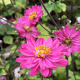 Anemone Giselle GM P9