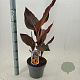 Canna 'Tropical Sunrise' 40-60 cm 5,0L