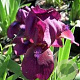 Iris (P) 'Pastel Charme' GM P9