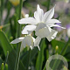 Narcissus (trs) 'Thalia' GM P9