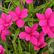 Rhodohypoxis milloides GM P9