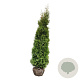 Thuja occidentalis 'King of Brabant' 225-250 cm met kluit extra
