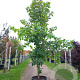 Acer rubrum 'October Glory' 200-250 cm container meerstammig extra