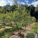 Amelanchier lamarckii 300-350 cm draadkluit meerstammig