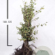 Fagus sylvatica 100-125 cm wortelgoed