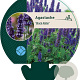 Agastache 'Black Adder' GM P9