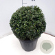 Ilex crenata 'Stokes' 35 cm 10L bol