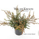 Juniperus comm. 'Repanda' 20-25 cm 2,0L
