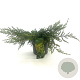 Juniperus comm. 'Repanda' 20-25 cm 2,0L