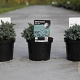 Juniperus squamata 'Blue Star' 15-20 cm 2,0L