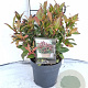 Leucothoe 'Zeblid' 30-40 cm 2,0L
