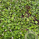 Geranium cant. 'Biokovo' GM 2,0L