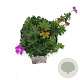Geranium sang. 'Max Frei' GM 2,0L