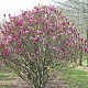 Magnolia 'Susan' 125-150 cm cont. 200L