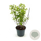 Philadelphus 'Virginal' 30-40 cm 3,0L